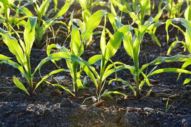 agrogarante